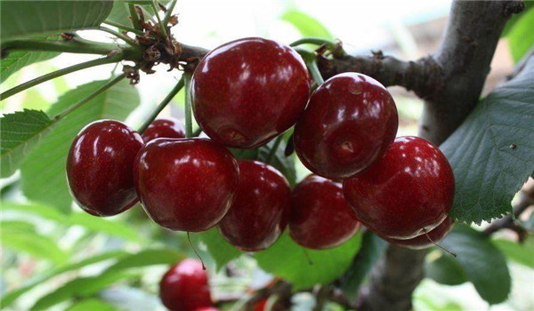 莱芜2年的矮化樱桃苗培育基地