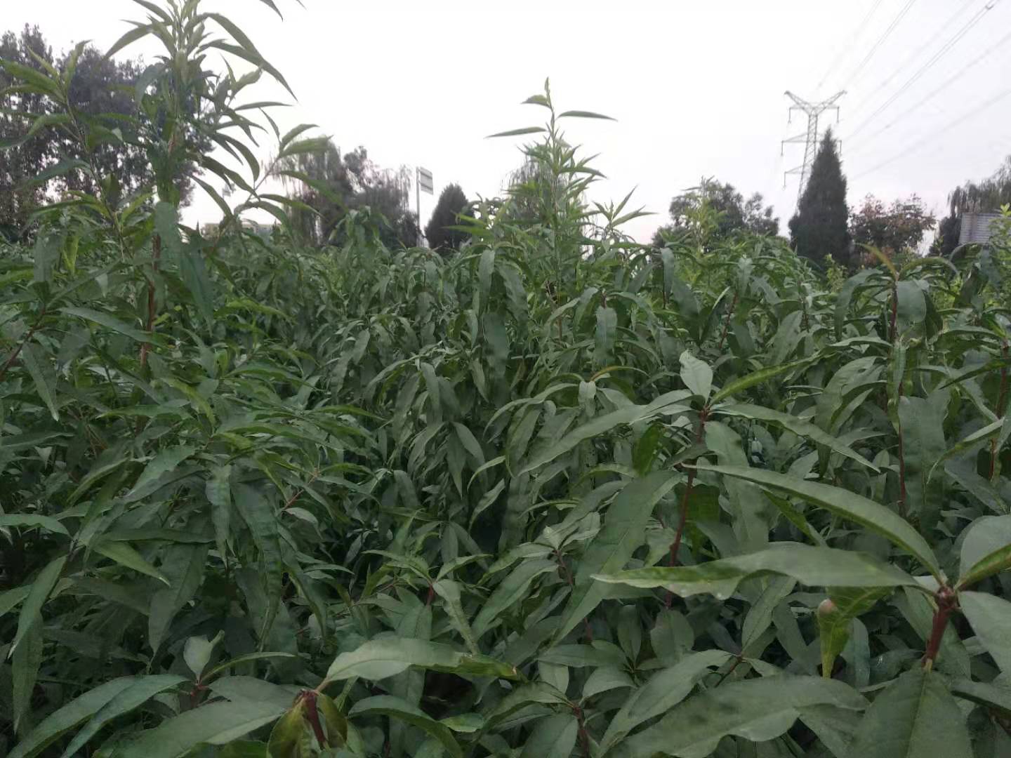 开封附近哪里有2年生杏树苗适合种植